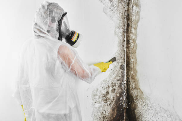 Best Toxic Mold Removal  in Cottonwood, MN