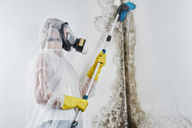 Crawl Space Mold Removal in Cottonwood, MN