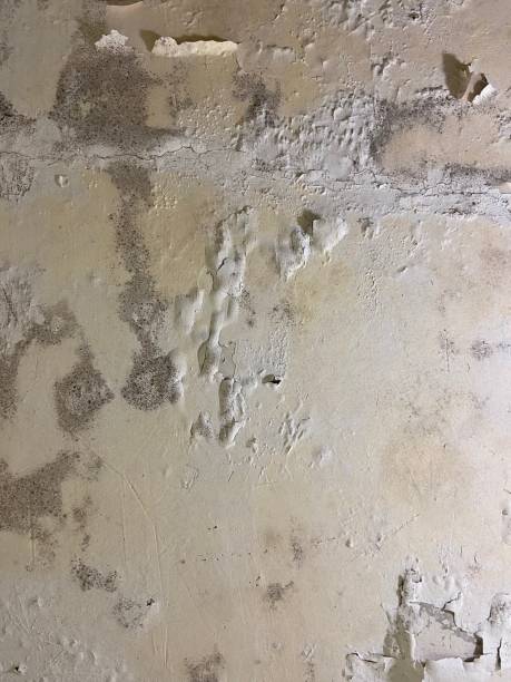 Best Mold Remediation  in Cottonwood, MN